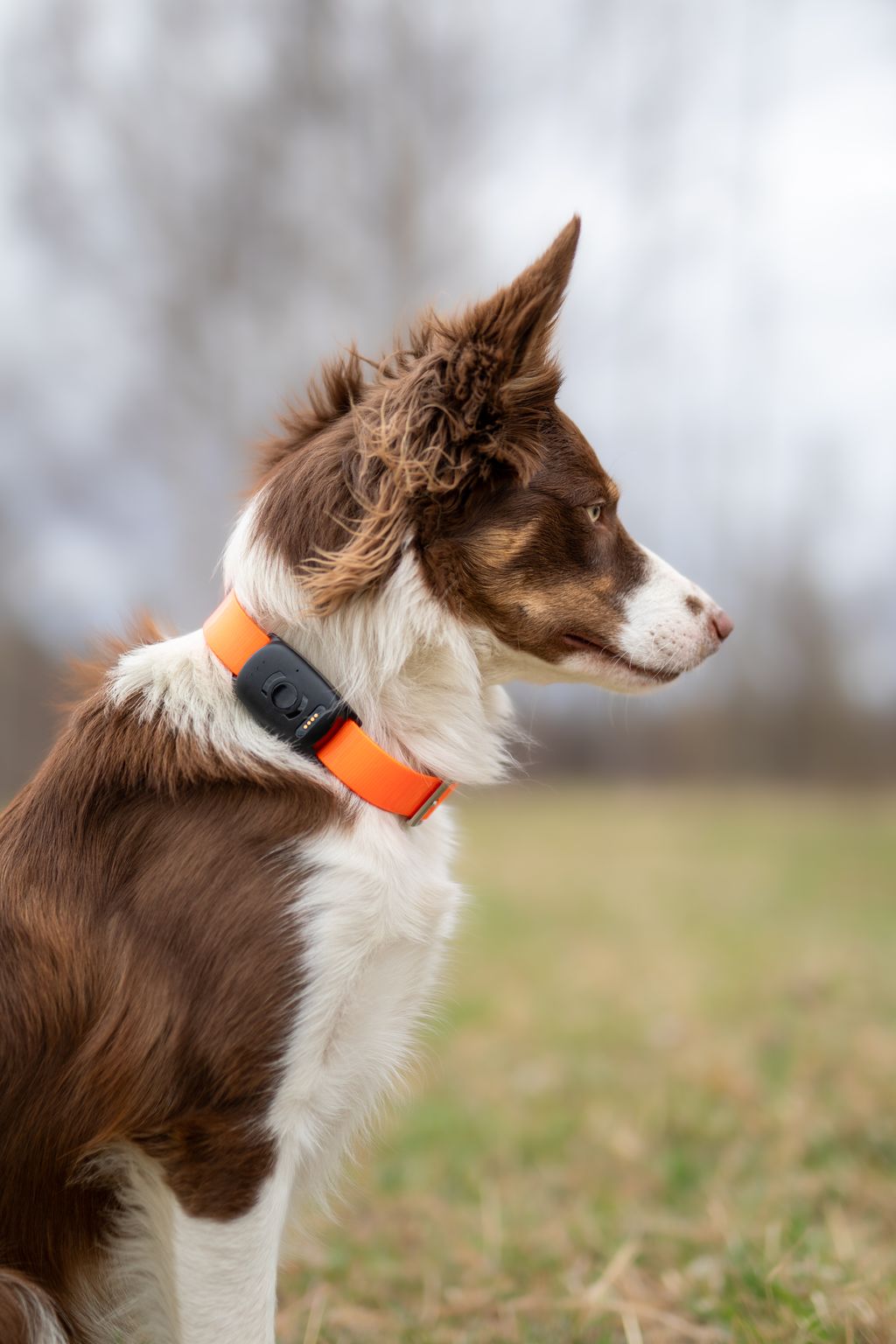 MiniFinder Atto Pro Haustier-GPS-Tracker