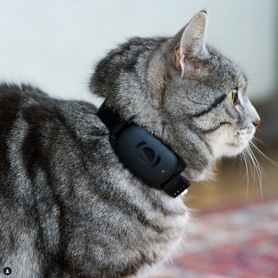 MiniFinder Atto Pro Haustier-GPS-Tracker