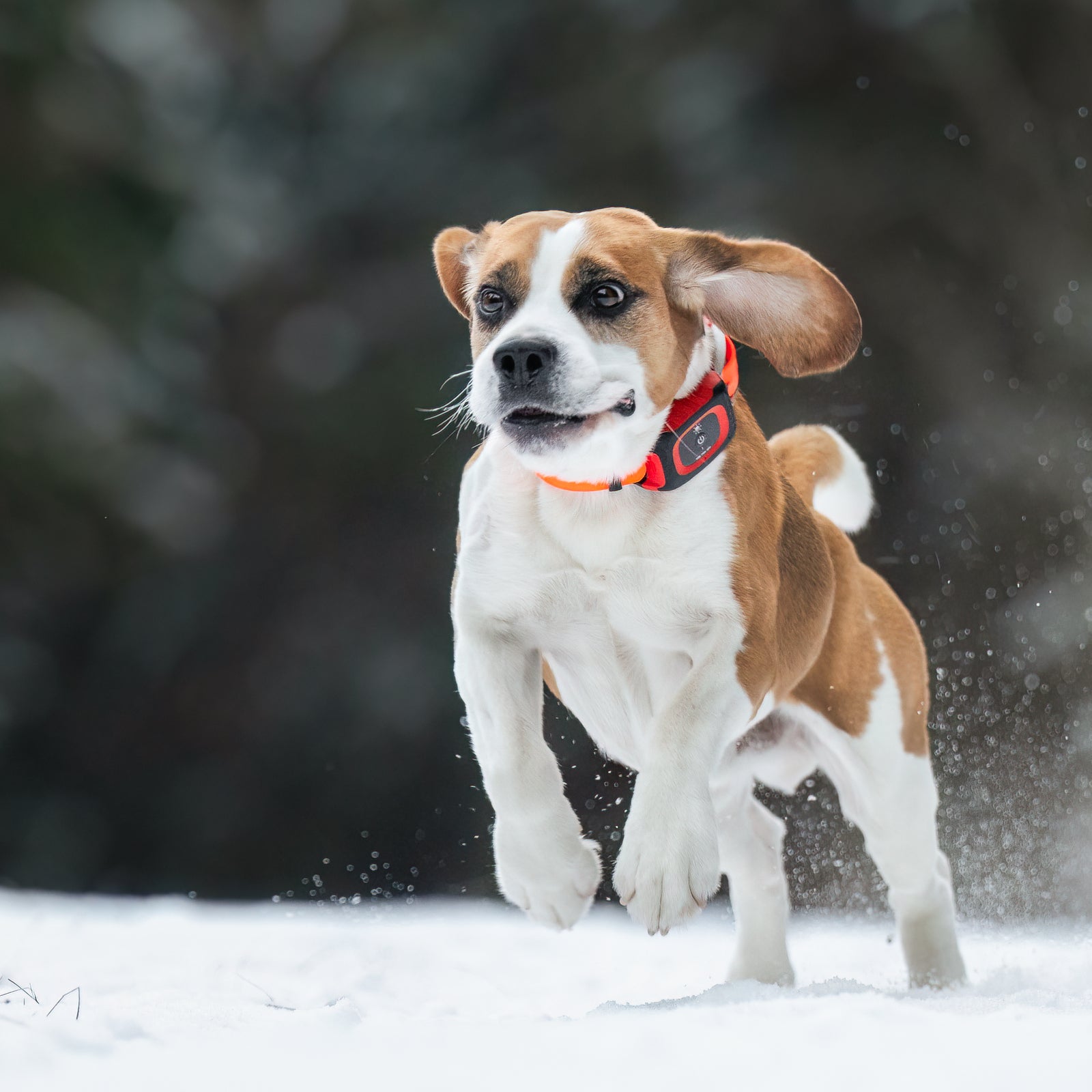 MiniFinder Rex Jagdhund-GPS-Tracker