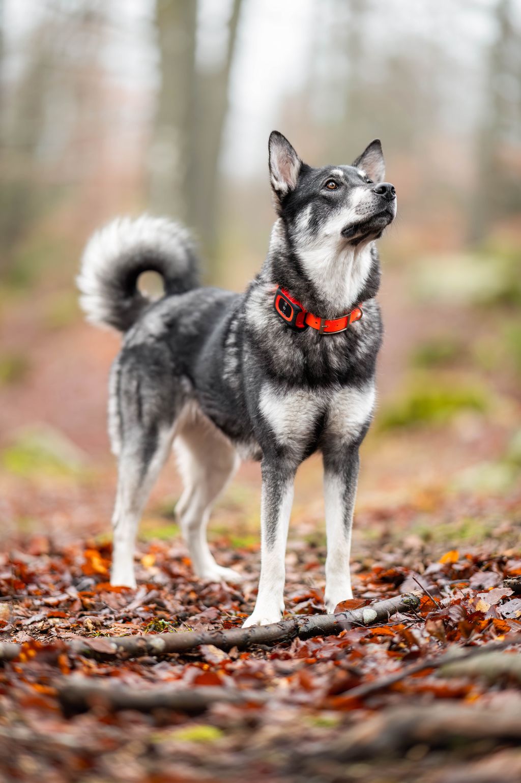 MiniFinder Rex Jagdhund-GPS-Tracker